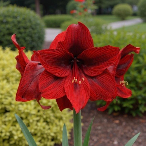 Amaryllis (Hippeastrum) Nr.26 - for Sale Amaryllis (Hippeastrum) Nr.26