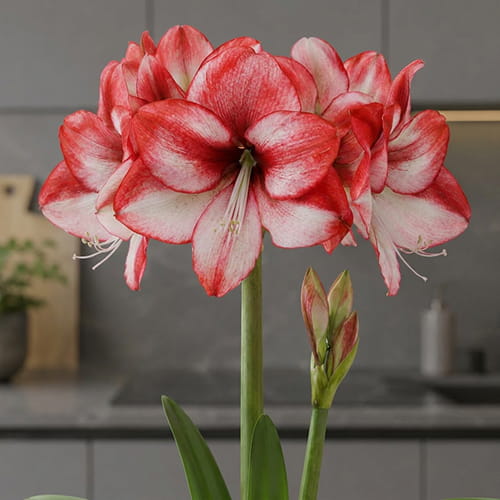 Amaryllis (Hippeastrum) Passie Dream - for Sale Amaryllis (Hippeastrum) Passie Dream