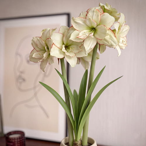 Amaryllis (Hippeastrum) Picobello Majesty - for Sale Amaryllis (Hippeastrum) Picobello Majesty