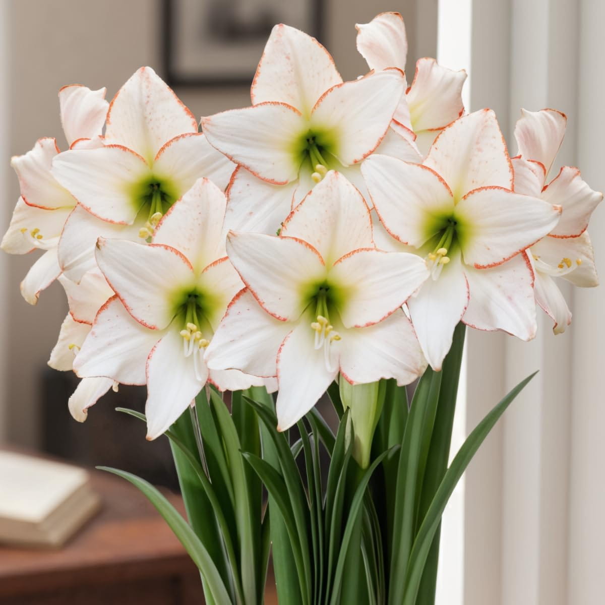 Amaryllis (Hippeastrum) Picotee - for Sale Amaryllis (Hippeastrum) Picotee