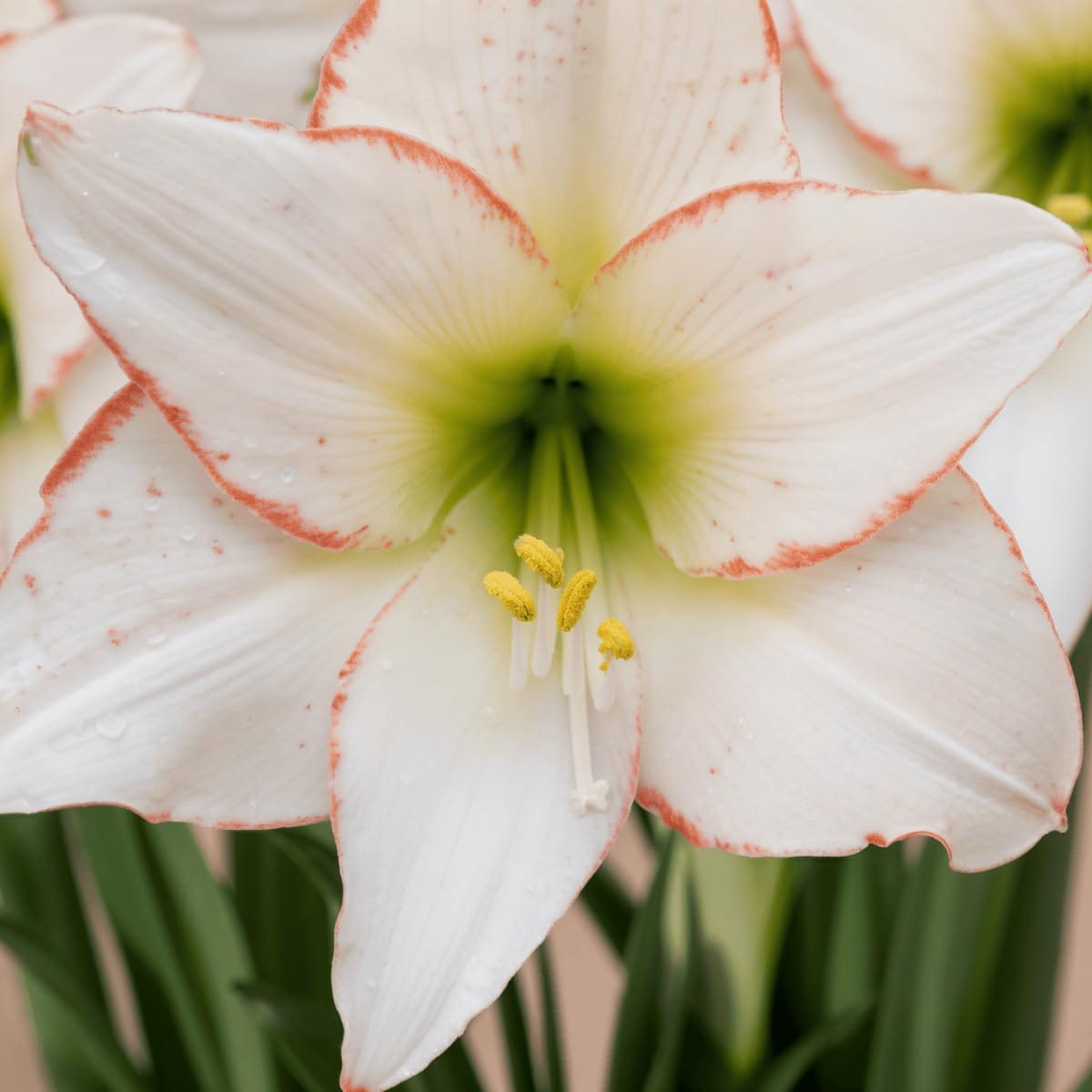 Amaryllis (Hippeastrum) Picotee - for Sale Amaryllis (Hippeastrum) Picotee