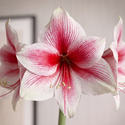Amaryllis (Hippeastrum) Pink Beauty - for Sale Amaryllis (Hippeastrum) Pink Beauty