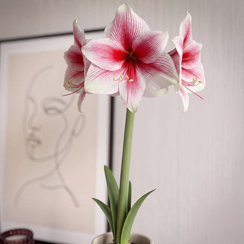 Amaryllis (Hippeastrum) Pink Beauty - for Sale Amaryllis (Hippeastrum) Pink Beauty