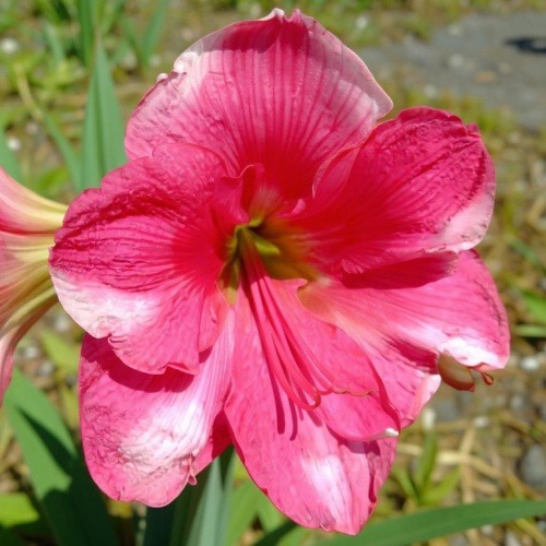 Amaryllis (Hippeastrum) Pink Cadillac - for Sale Amaryllis (Hippeastrum) Pink Cadillac
