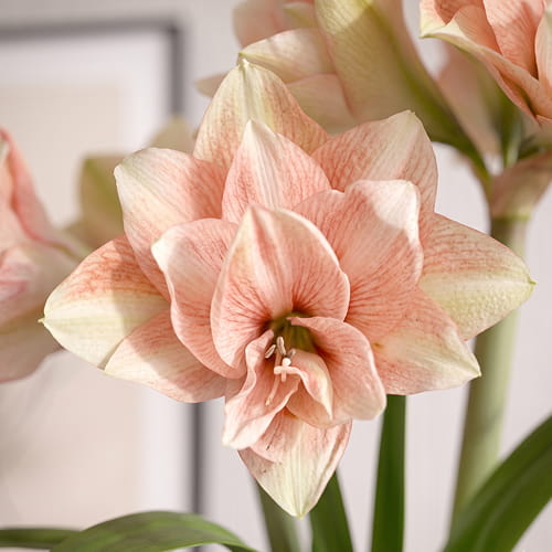 Amaryllis (Hippeastrum) Pink Glory - for Sale Amaryllis (Hippeastrum) Pink Glory