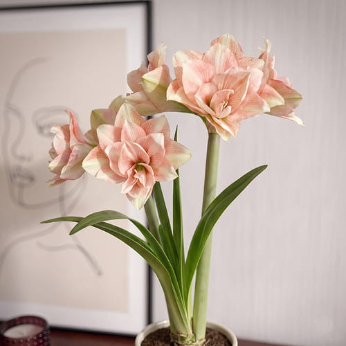 Amaryllis (Hippeastrum) Pink Glory - for Sale Amaryllis (Hippeastrum) Pink Glory