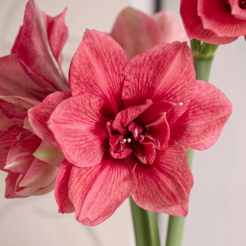 Amaryllis (Hippeastrum) Pink Symphony - for Sale Amaryllis (Hippeastrum) Pink Symphony