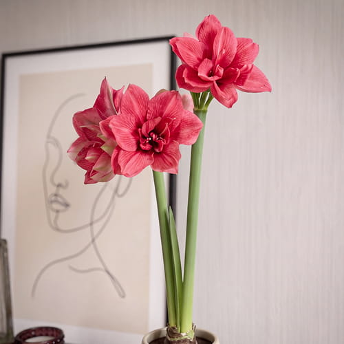 Amaryllis (Hippeastrum) Pink Symphony - for Sale Amaryllis (Hippeastrum) Pink Symphony