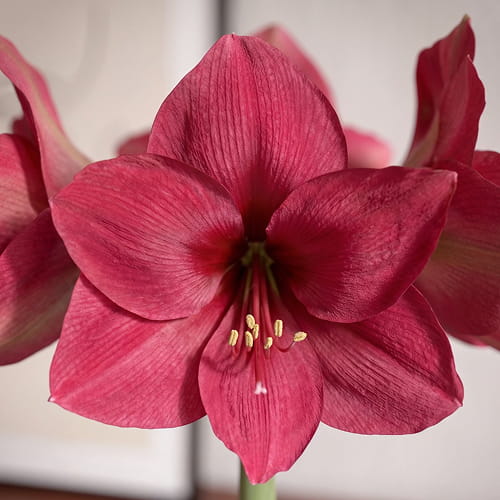 Amaryllis (Hippeastrum) Pleasure - for Sale Amaryllis (Hippeastrum) Pleasure