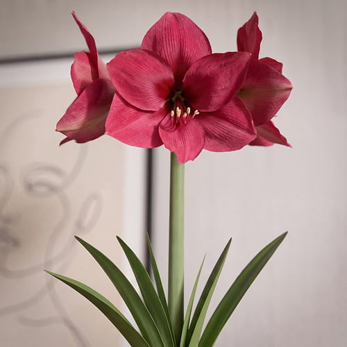Amaryllis (Hippeastrum) Pleasure - for Sale Amaryllis (Hippeastrum) Pleasure