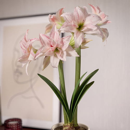 Amaryllis (Hippeastrum) Pretty Amadeus - for Sale Amaryllis (Hippeastrum) Pretty Amadeus