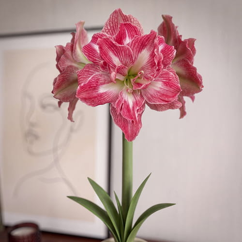 Amaryllis (Hippeastrum) Pretty Nymph - for Sale Amaryllis (Hippeastrum) Pretty Nymph