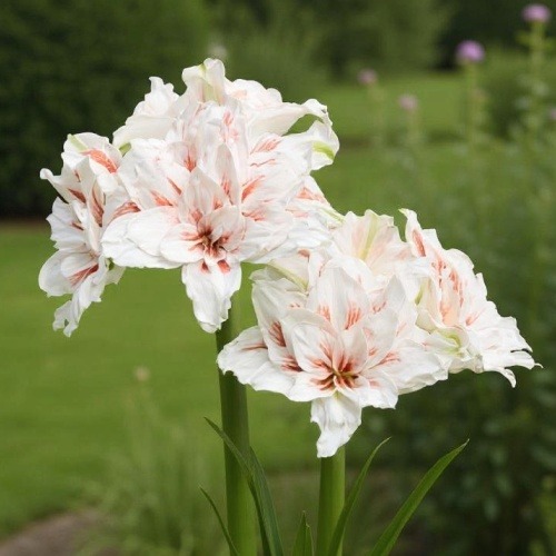 Amaryllis (Hippeastrum) Princess Madeleine - for Sale Amaryllis (Hippeastrum) Princess Madeleine