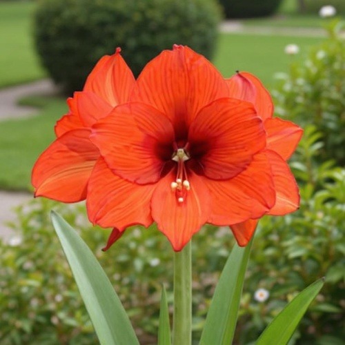 Amaryllis (Hippeastrum) Princess Margriet - for Sale Amaryllis (Hippeastrum) Princess Margriet