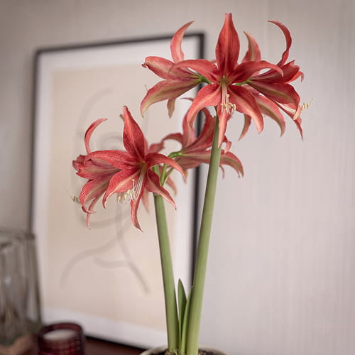 Amaryllis (Hippeastrum) Quito - for Sale Amaryllis (Hippeastrum) Quito