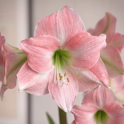 Amaryllis (Hippeastrum) Rebecca - for Sale Amaryllis (Hippeastrum) Rebecca