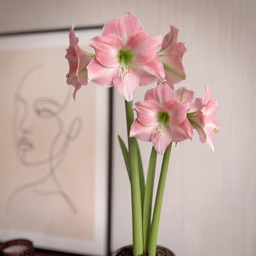 Amaryllis (Hippeastrum) Rebecca - for Sale Amaryllis (Hippeastrum) Rebecca