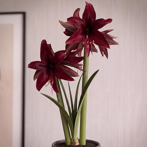 Amaryllis (Hippeastrum) Red Amazone - for Sale Amaryllis (Hippeastrum) Red Amazone