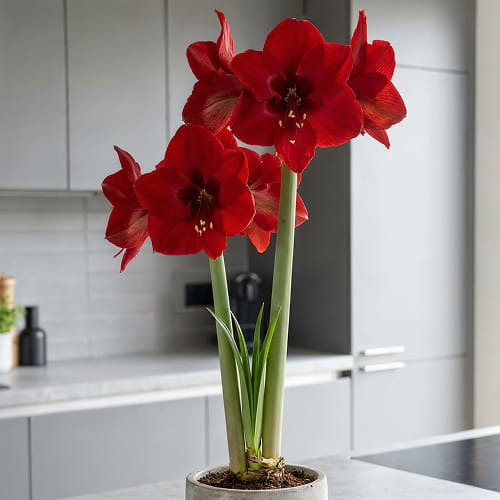 Amaryllis (Hippeastrum) Red Dream - for Sale Amaryllis (Hippeastrum) Red Dream
