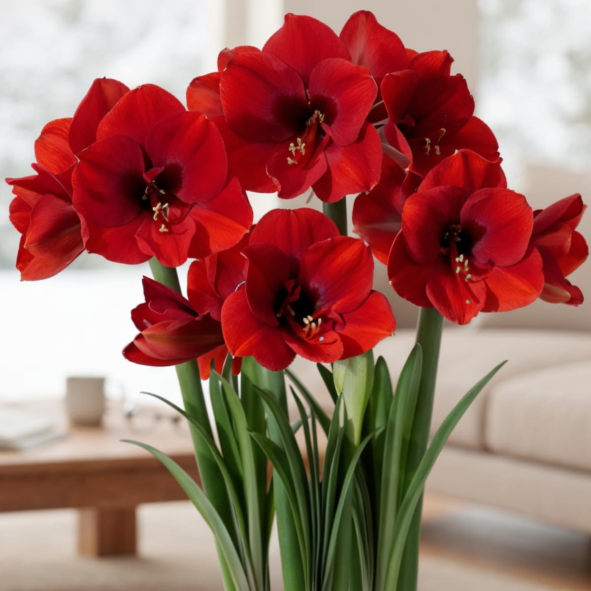 Amaryllis (Hippeastrum) Red Lion - for Sale Amaryllis (Hippeastrum) Red Lion