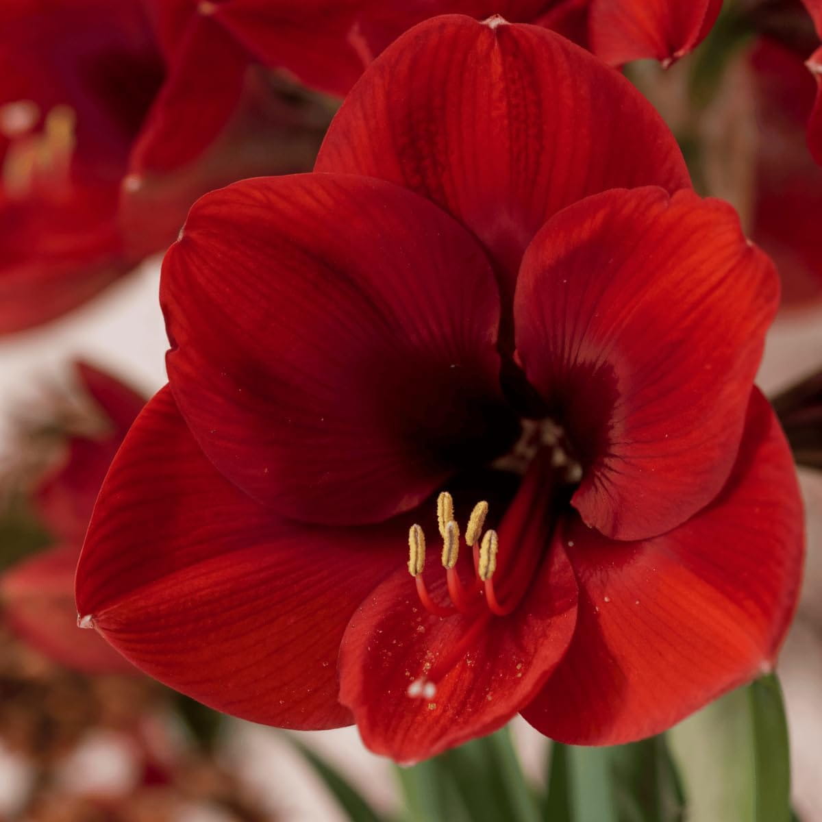 Amaryllis (Hippeastrum) Red Lion - for Sale Amaryllis (Hippeastrum) Red Lion