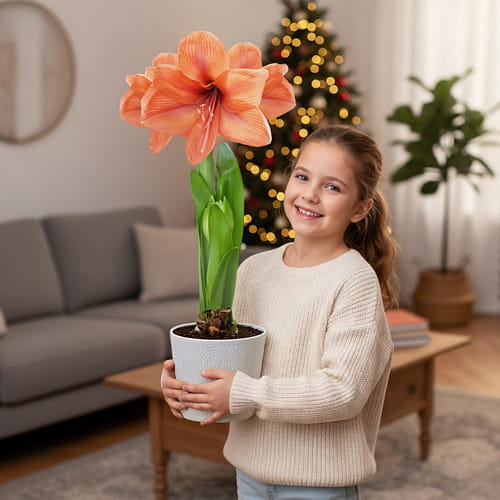 Amaryllis (Hippeastrum) Orange Queen - for Sale Amaryllis (Hippeastrum) Orange Queen