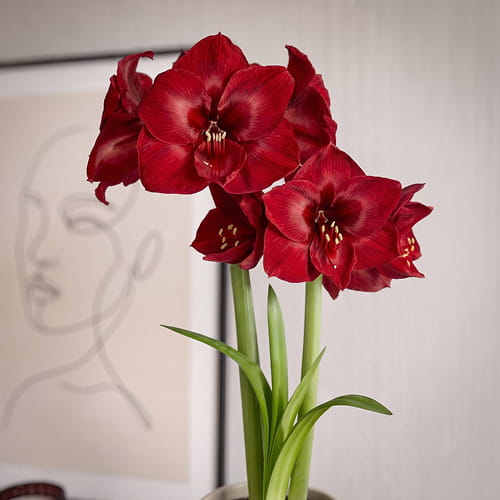 Amaryllis (Hippeastrum) Red Reality - for Sale Amaryllis (Hippeastrum) Red Reality