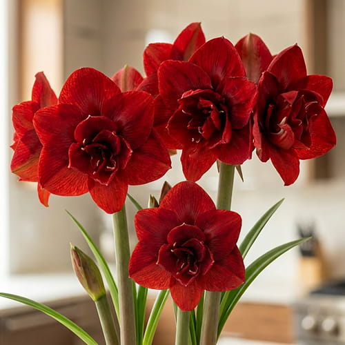Amaryllis (Hippeastrum) Red Symphony - for Sale Amaryllis (Hippeastrum) Red Symphony