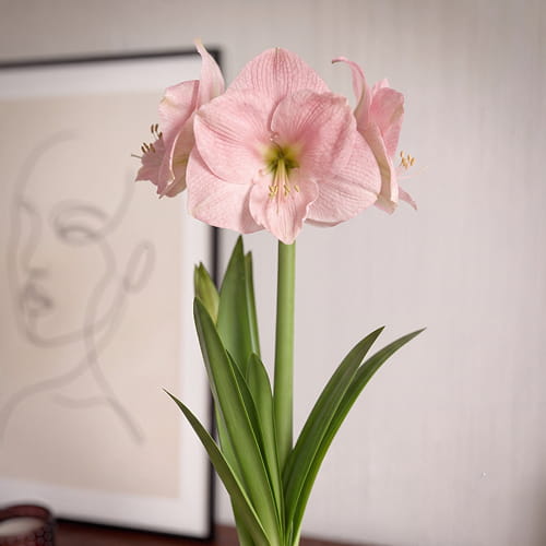 Amaryllis (Hippeastrum) Reve - for Sale Amaryllis (Hippeastrum) Reve