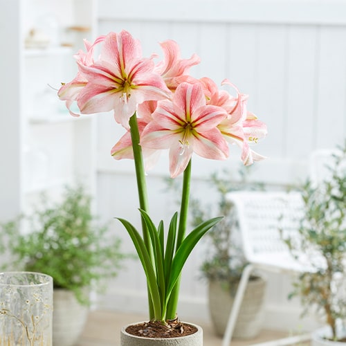 Amaryllis (Hippeastrum) River Dance - for Sale Amaryllis (Hippeastrum) River Dance