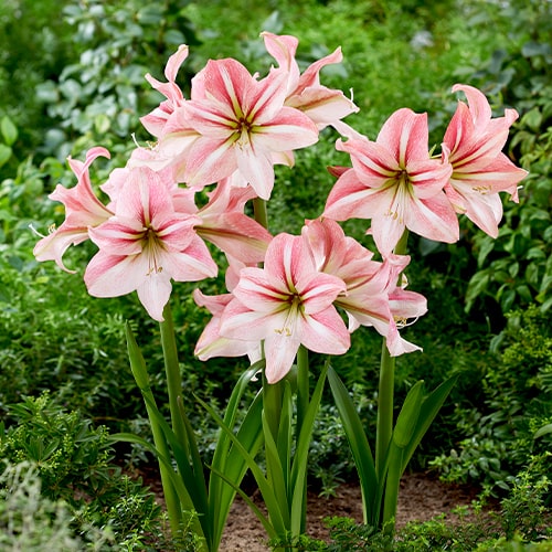 Amaryllis (Hippeastrum) River Dance - for Sale Amaryllis (Hippeastrum) River Dance