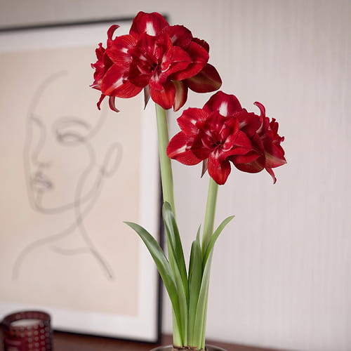 Amaryllis (Hippeastrum) Rock-n-Roll - for Sale Amaryllis (Hippeastrum) Rock-n-Roll