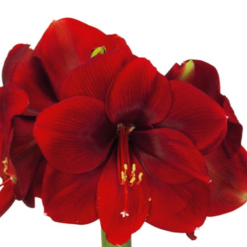 Amaryllis (Hippeastrum)Romeo - for Sale Amaryllis (Hippeastrum)Romeo