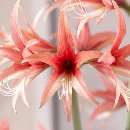 Amaryllis (Hippeastrum) Rose Cybister - for Sale Amaryllis (Hippeastrum) Rose Cybister