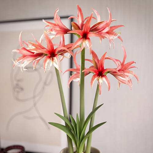 Amaryllis (Hippeastrum) Rose Cybister - for Sale Amaryllis (Hippeastrum) Rose Cybister