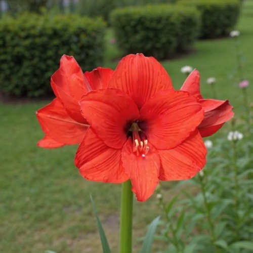 Amaryllis (Hippeastrum) Royal Dream - for Sale Amaryllis (Hippeastrum) Royal Dream