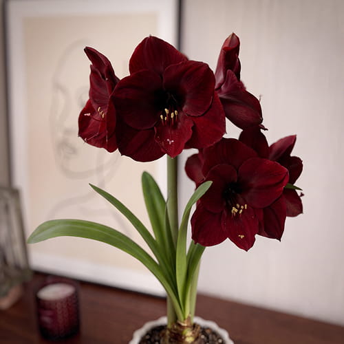 Amaryllis (Hippeastrum) Royal Velvet - for Sale Amaryllis (Hippeastrum) Royal Velvet