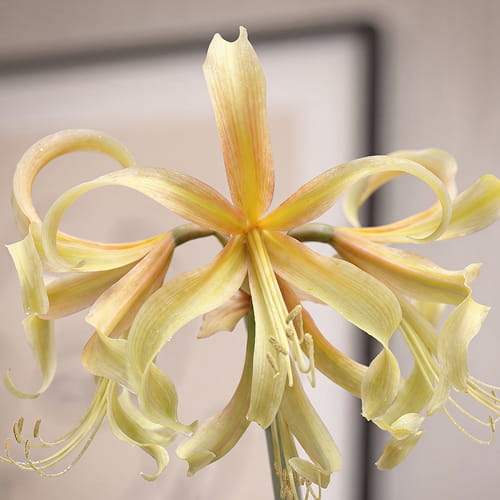 Amaryllis (Hippeastrum) Saffron - for Sale Amaryllis (Hippeastrum) Saffron