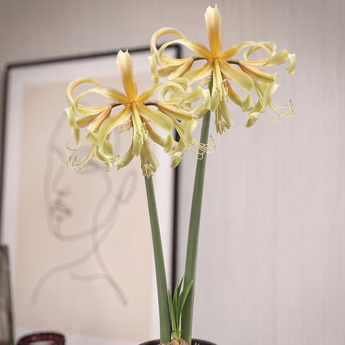 Amaryllis (Hippeastrum) Saffron - for Sale Amaryllis (Hippeastrum) Saffron