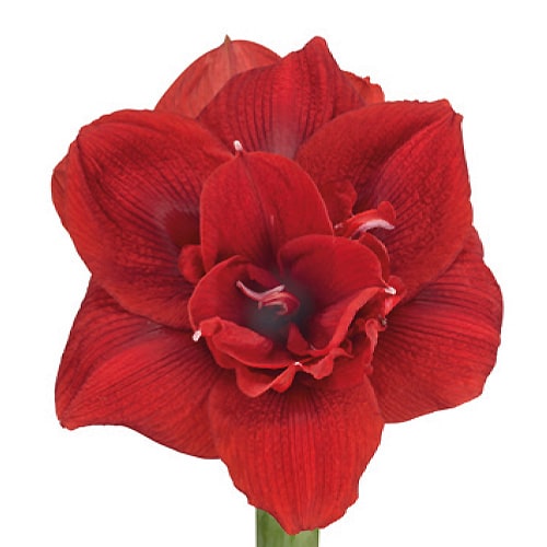 Amaryllis (Hippeastrum) Scarlet Nymph - for Sale Amaryllis (Hippeastrum) Scarlet Nymph