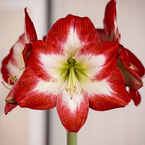 Amaryllis (Hippeastrum) Shine Dream - for Sale Amaryllis (Hippeastrum) Shine Dream