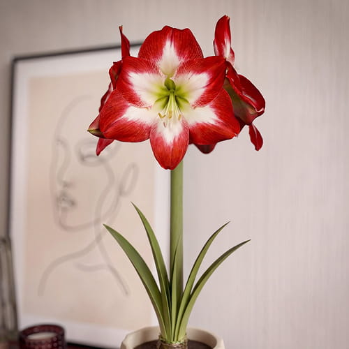 Amaryllis (Hippeastrum) Shine Dream - for Sale Amaryllis (Hippeastrum) Shine Dream