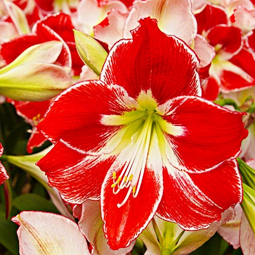 Amaryllis (Hippeastrum) Silver Queen - for Sale Amaryllis (Hippeastrum) Silver Queen