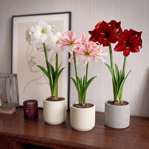 Amaryllis (Hippeastrum) Single Collection (3 løg) - for Sale Amaryllis (Hippeastrum) Single Collection (3 løg)