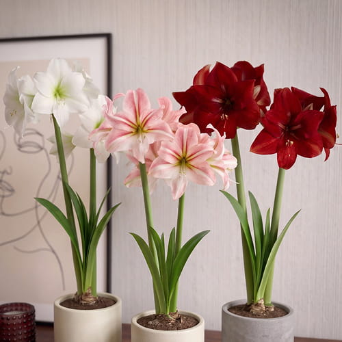 Amaryllis (Hippeastrum) Single Collection (3 løg) - for Sale Amaryllis (Hippeastrum) Single Collection (3 løg)