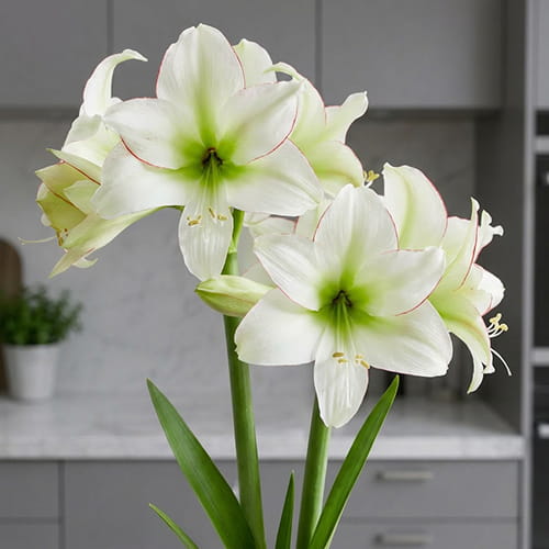 Amaryllis (Hippeastrum) Sissi - for Sale Amaryllis (Hippeastrum) Sissi