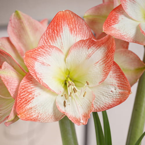 Amaryllis (Hippeastrum) Sofia - for Sale Amaryllis (Hippeastrum) Sofia