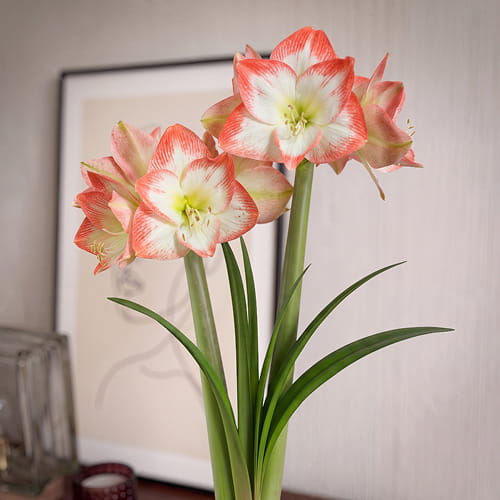 Amaryllis (Hippeastrum) Sofia - for Sale Amaryllis (Hippeastrum) Sofia