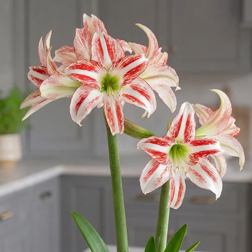 Amaryllis (Hippeastrum) Strawberry Ice - for Sale Amaryllis (Hippeastrum) Strawberry Ice