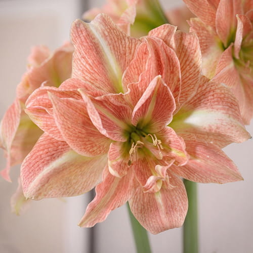 Amaryllis (Hippeastrum) Sweet Amadeus - for Sale Amaryllis (Hippeastrum) Sweet Amadeus